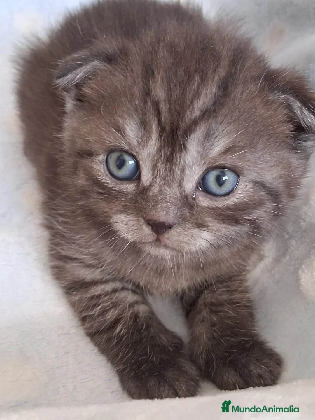 Scottish Fold gatos en venta: Preciosos Scotthis chocolate y tabby chocolate en Madrid - Anuncio 8