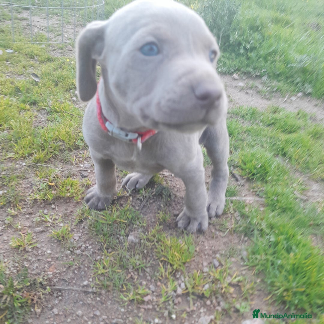 Weimaraner perros en venta: BRACO DE WEIMAR - Anuncio 8