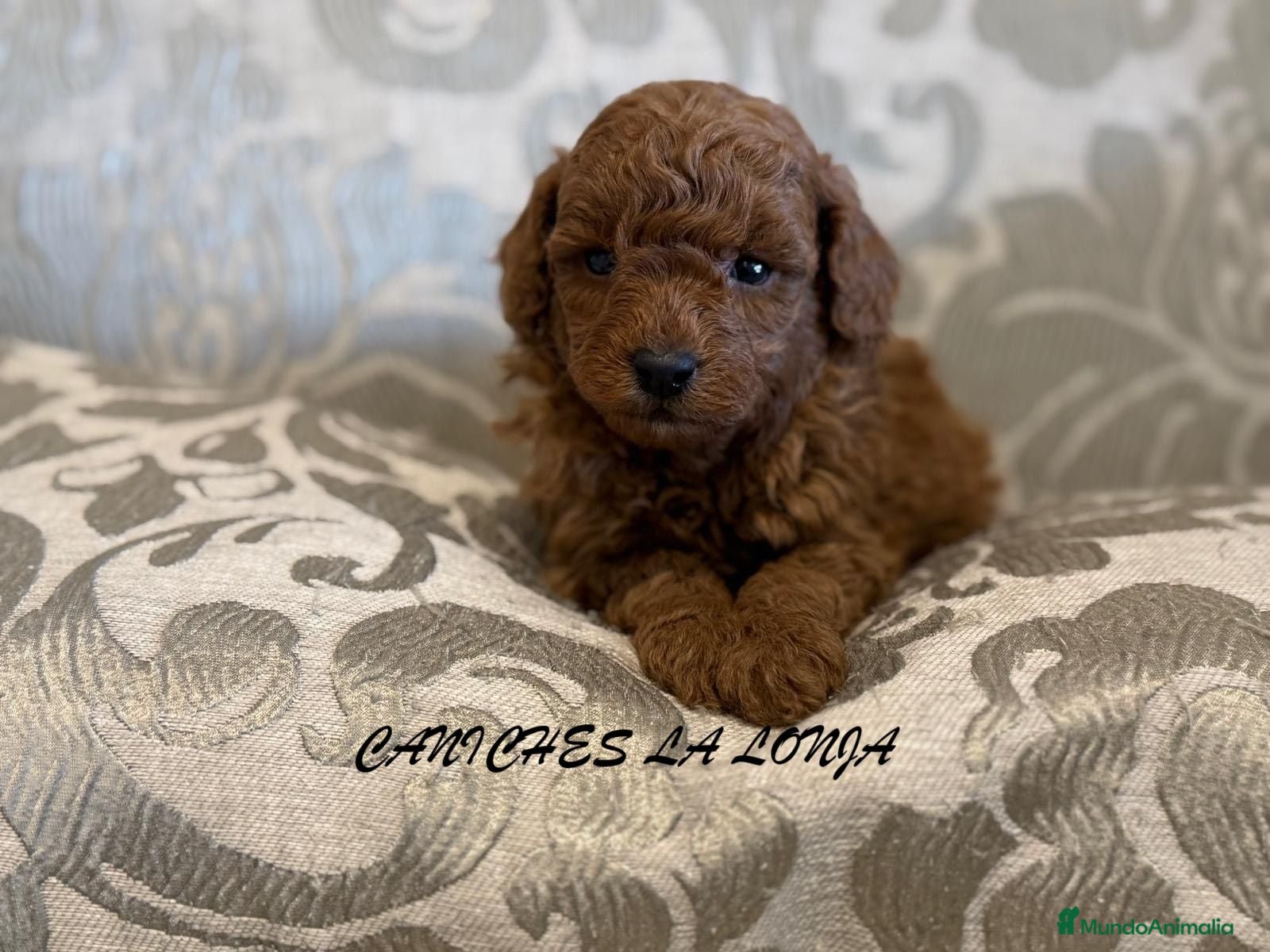 Caniche Toy perros caniche toy - Anuncio 1