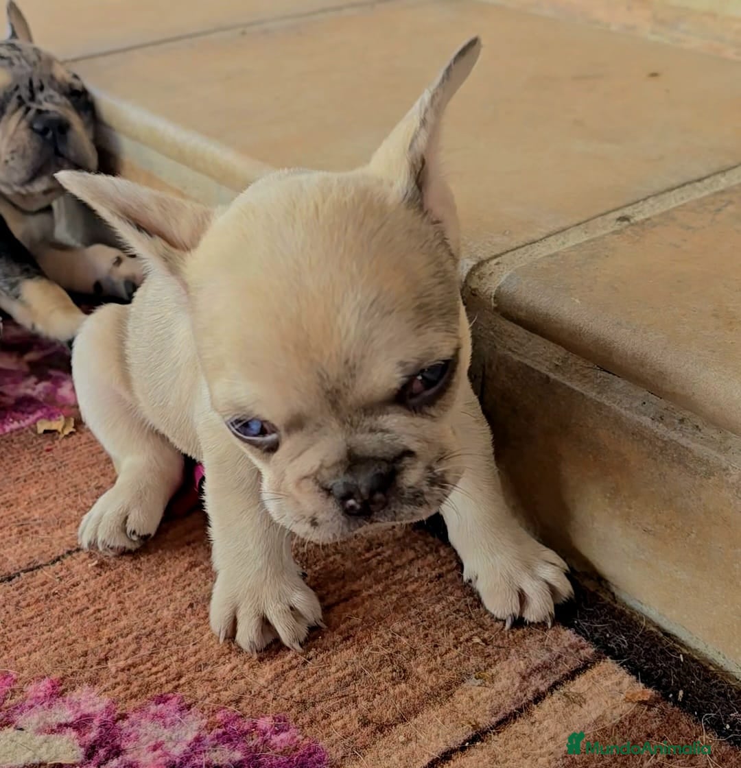 Bulldog Francés perros Bulldog francés  - Anuncio 8