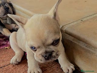 Bulldog Francés perros Bulldog francés - Anuncio 6