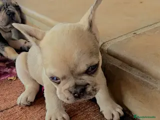 Bulldog Francés perros Bulldog francés - Anuncio 12