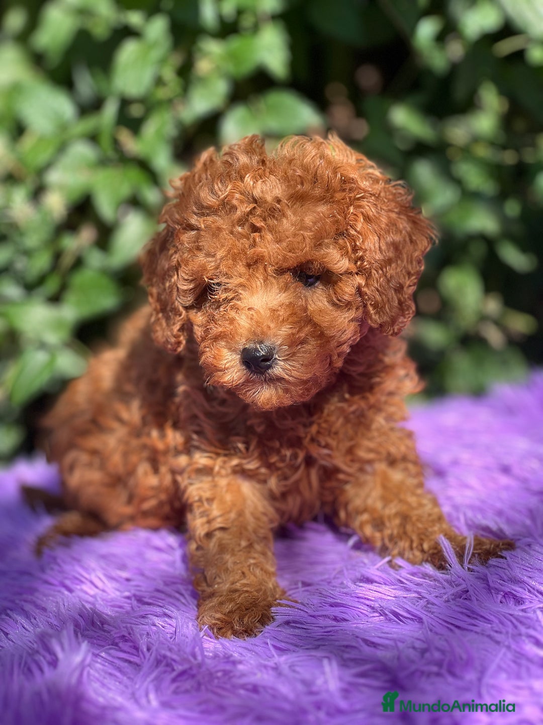 Caniche Toy perros en venta: Caniche toy roja  - Imagen 5