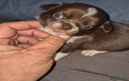 Chihuahua perros en venta: Chihuahuas cabeza manzana - Imagen 7