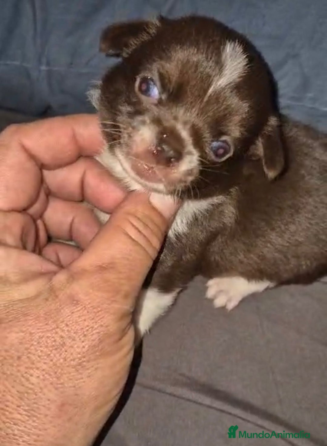 Chihuahua perros en venta: Chihuahuas cabeza manzana - Imagen 7