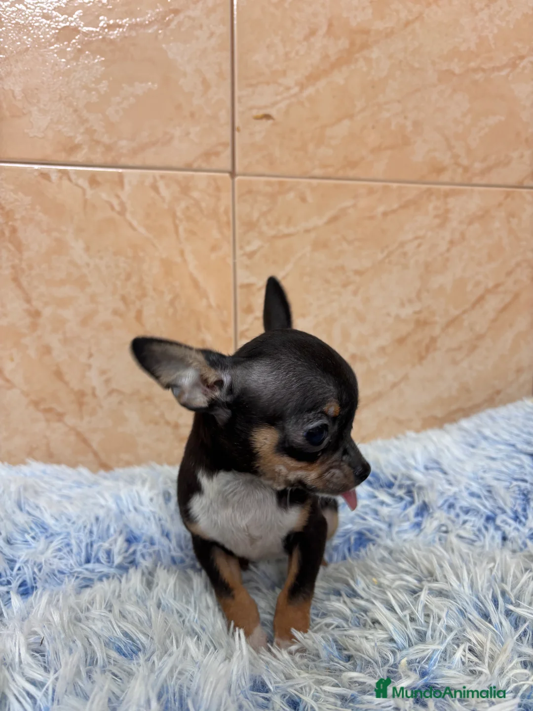 Chihuahua perros en venta: CACHRRITO DE CHIHUAHUA - Anuncio 4