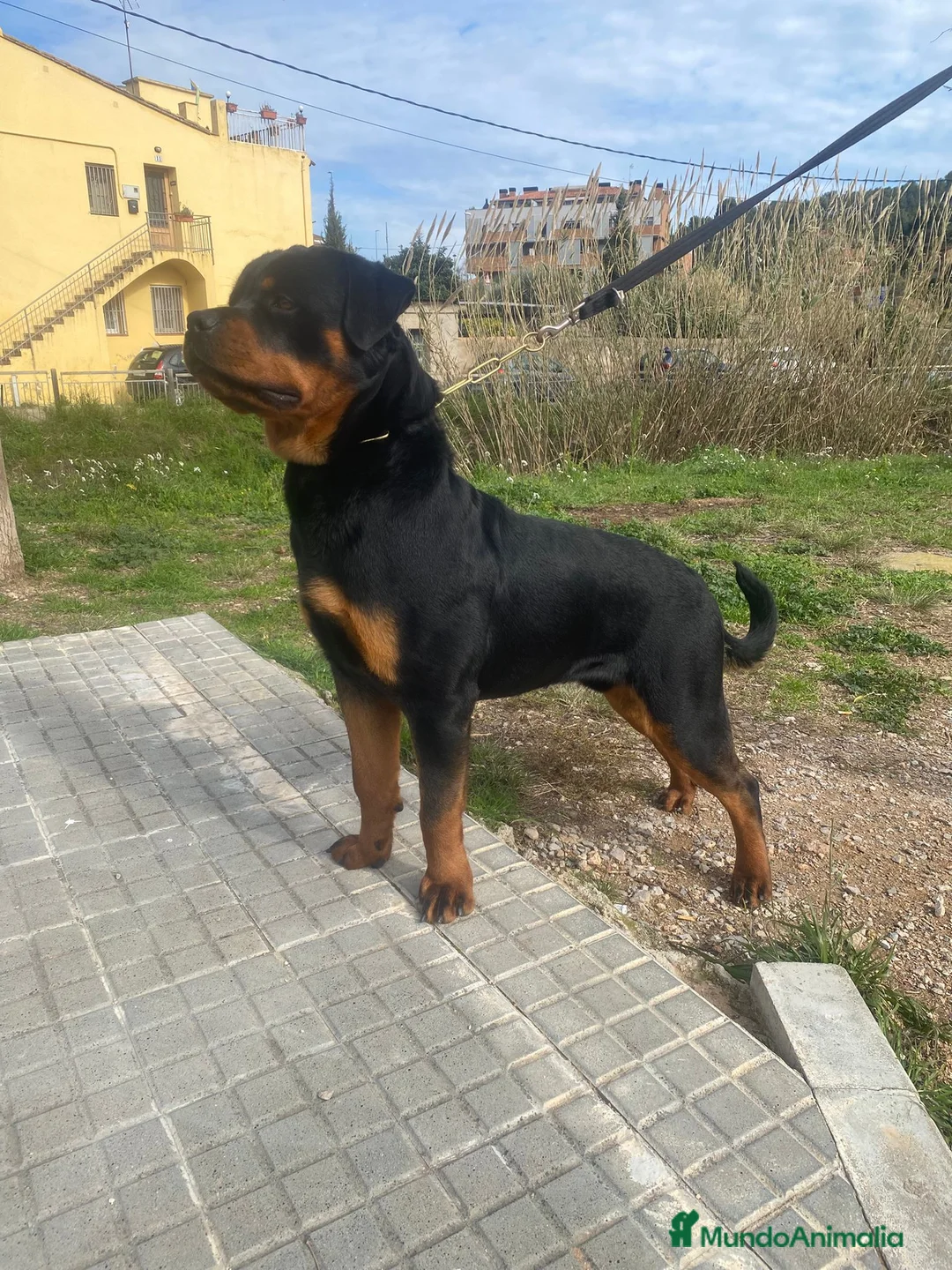 Rottweiler perros en venta: Rottweiler  - Anuncio 10