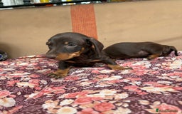 Teckel perros en venta: Teckel kaninchen chocolate  - Imagen 2