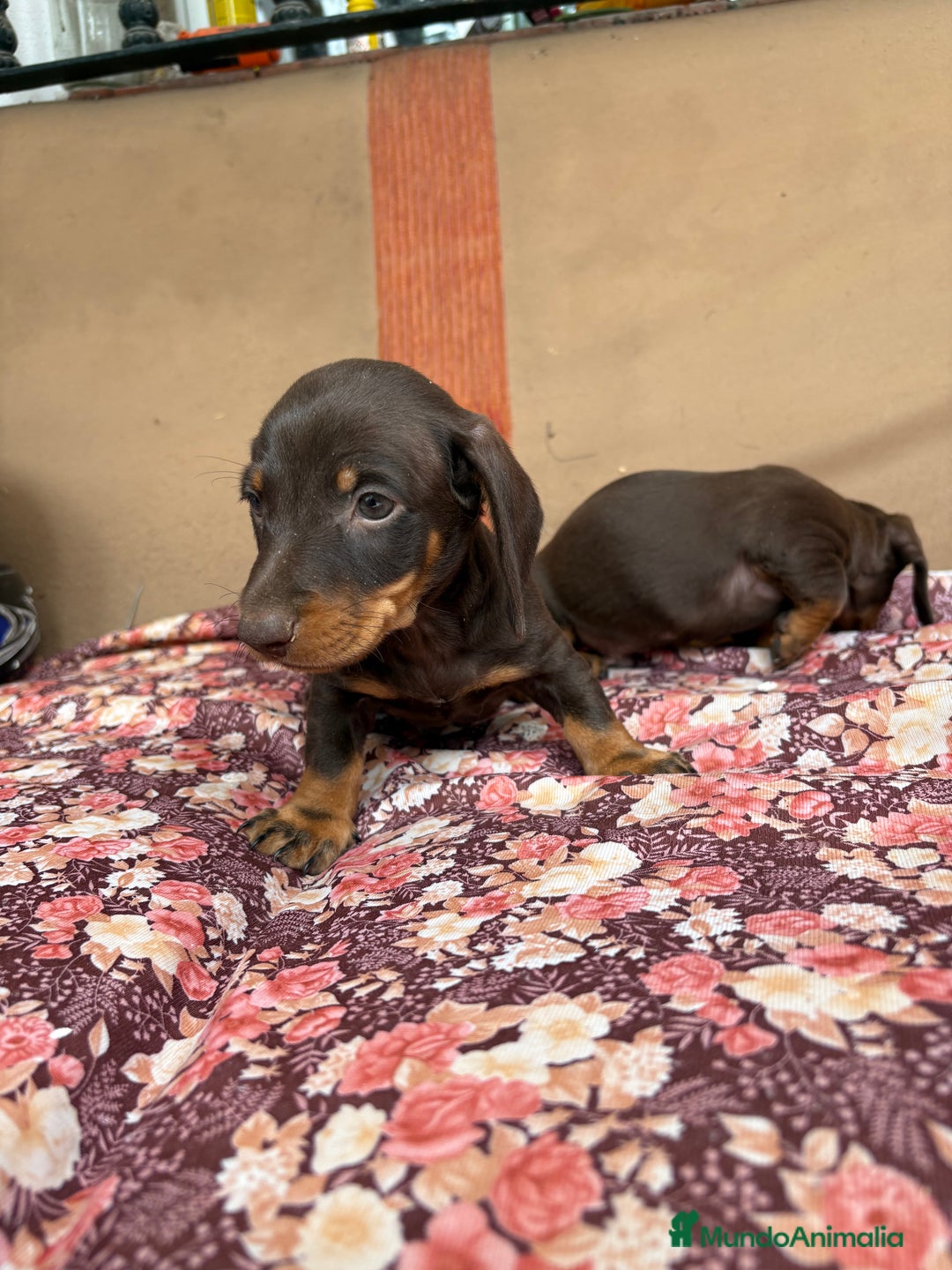 Teckel perros en venta: Teckel kaninchen chocolate  - Imagen 2