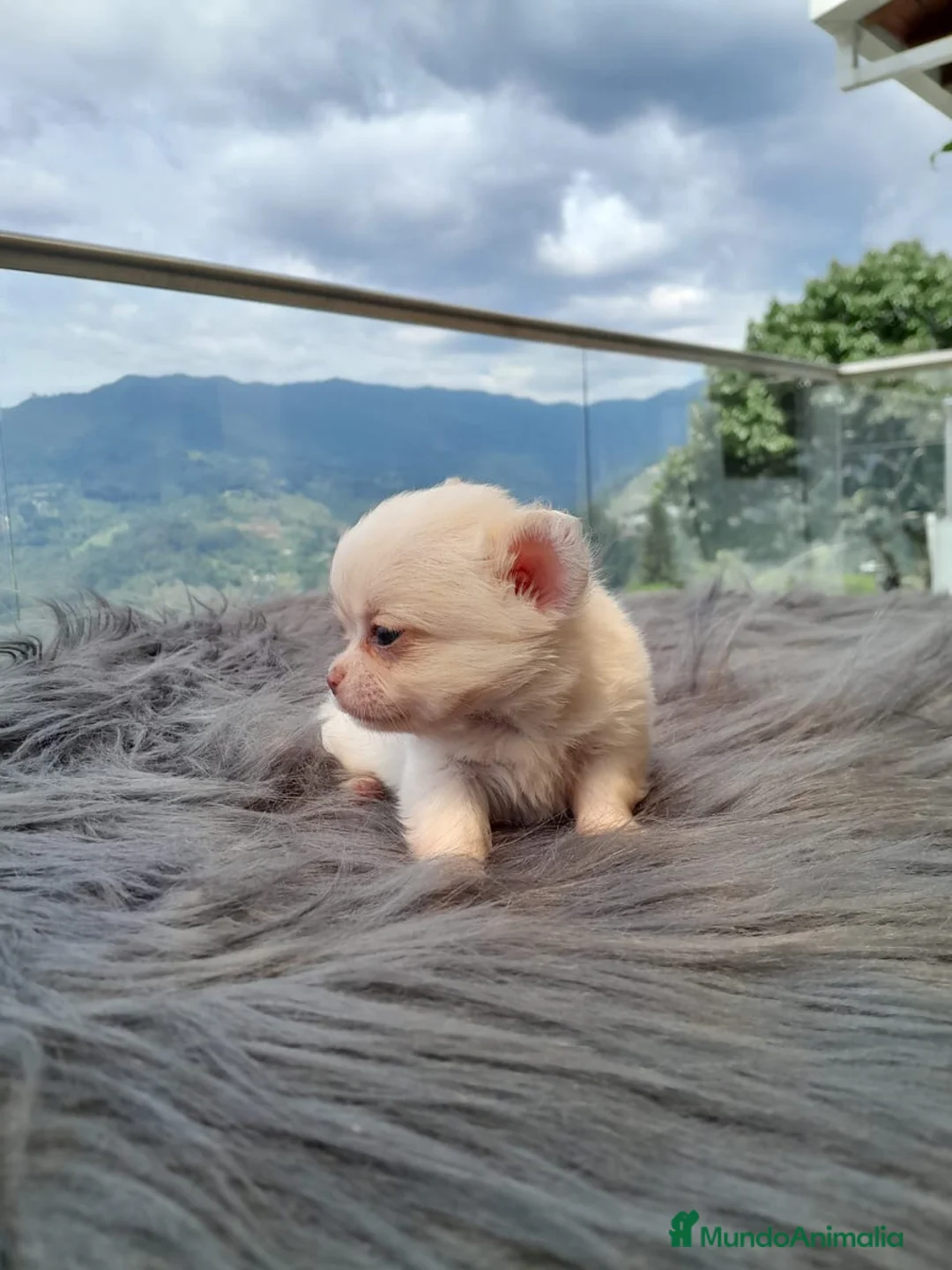 Chihuahua perros en venta: CHIHUAHUAS MINI (ENVIO PERSONALIZADO)  - Anuncio 3