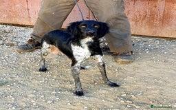Raza Mixta perros en venta: Bretón  - Imagen 2