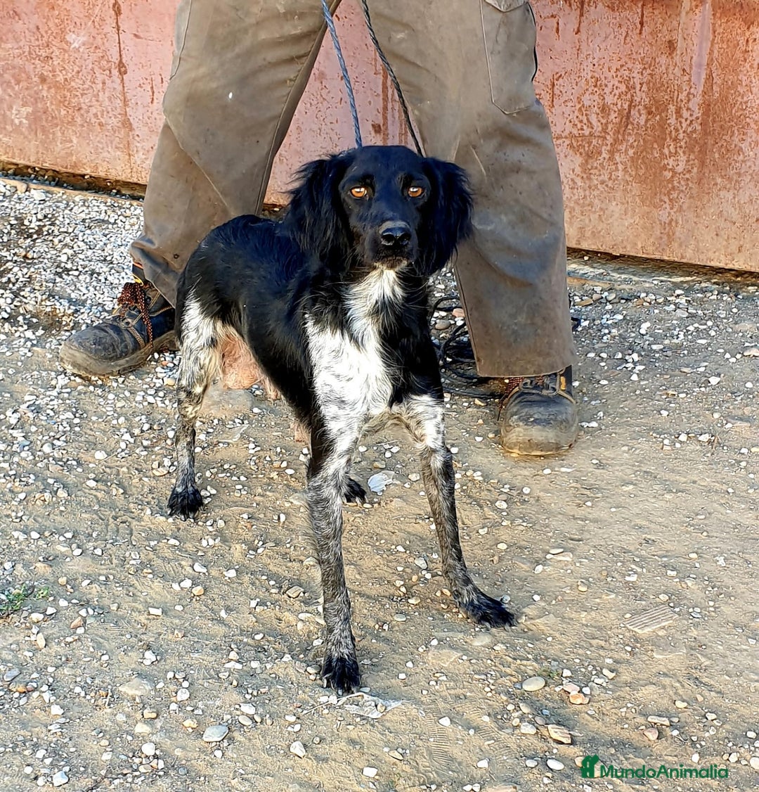 Raza Mixta perros en venta: Bretón  - Imagen 2
