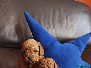 Caniche Enano perros Cachorros de Caniche pequeñitos en Barcelona - Anuncio 1