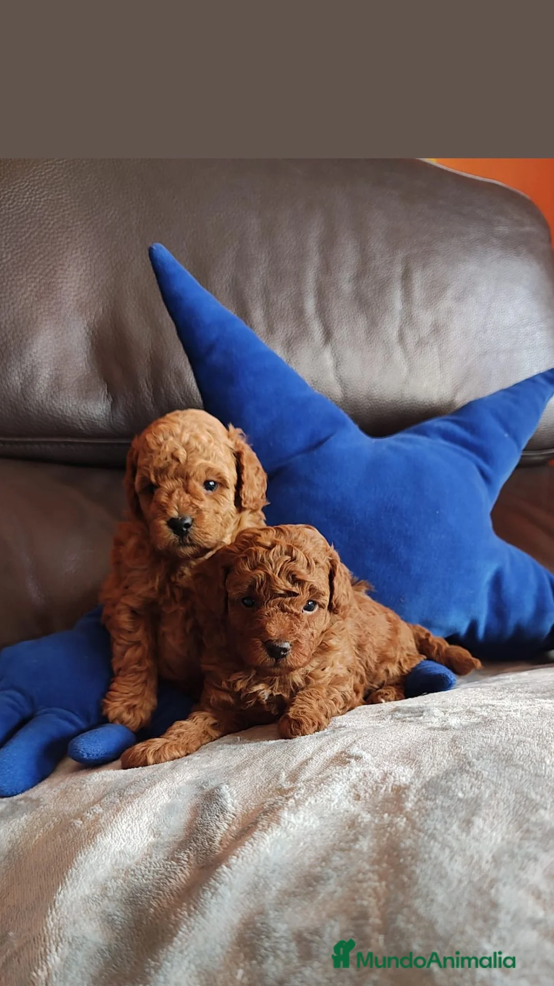 Caniche Enano perros en venta: Cachorros de Caniche pequeñitos  en Barcelona - Anuncio 1
