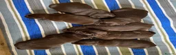 Labrador Retriever perros en venta: Labrador retriever chocolate  - Anuncio 6