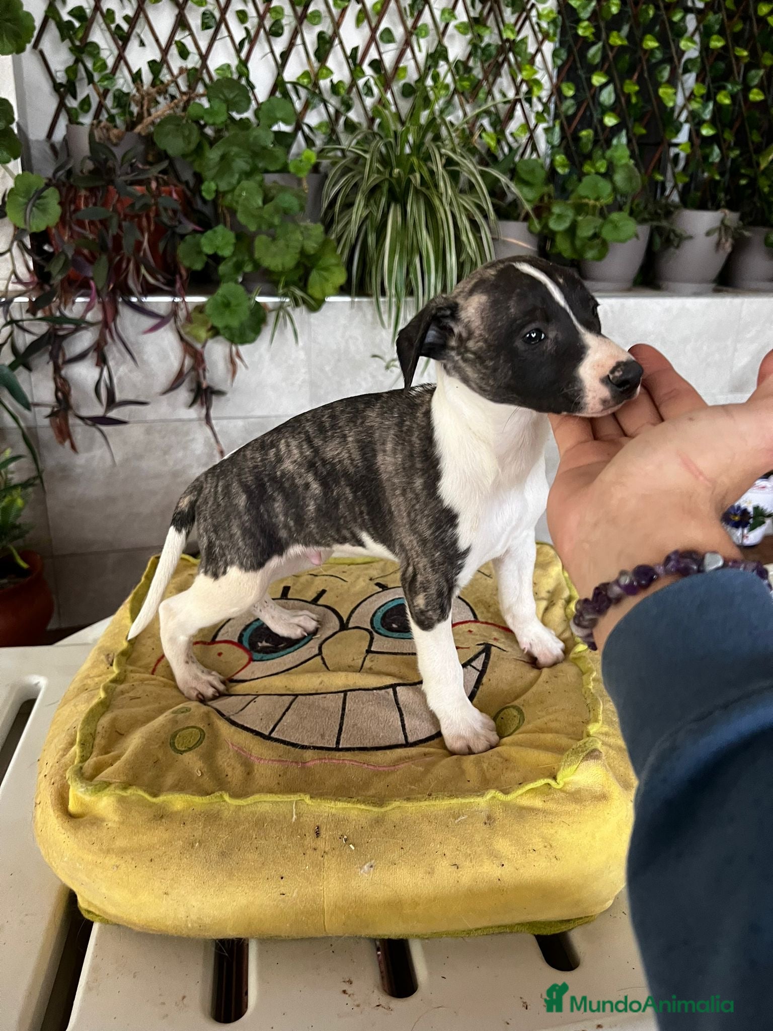 Whippet perros GALGOS WHIPPET //// MEJOR SELECCIÓN  en Badajoz - Anuncio 2