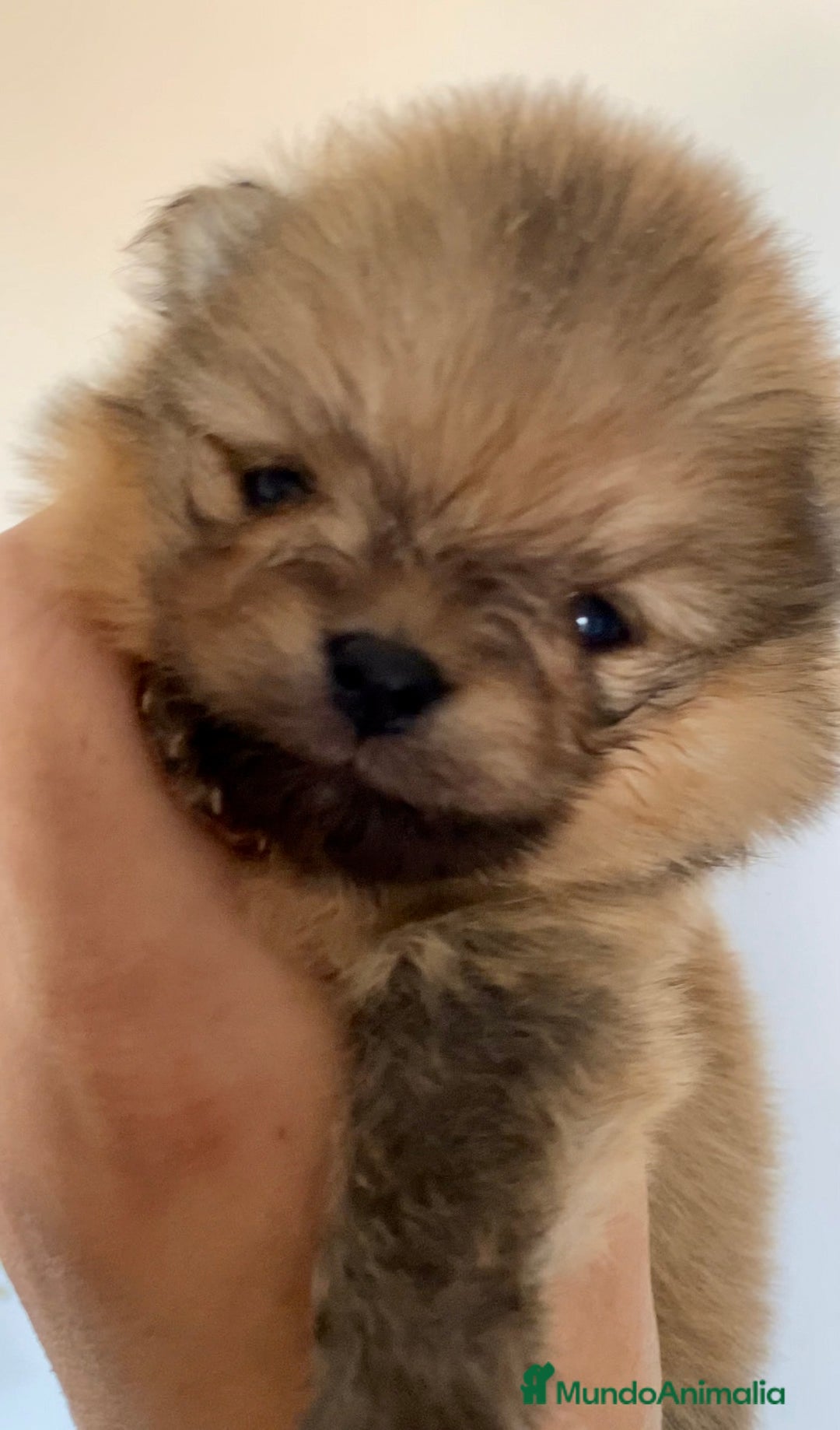 Pomerania perros en venta: Pomerania miniatura  - Anuncio 10