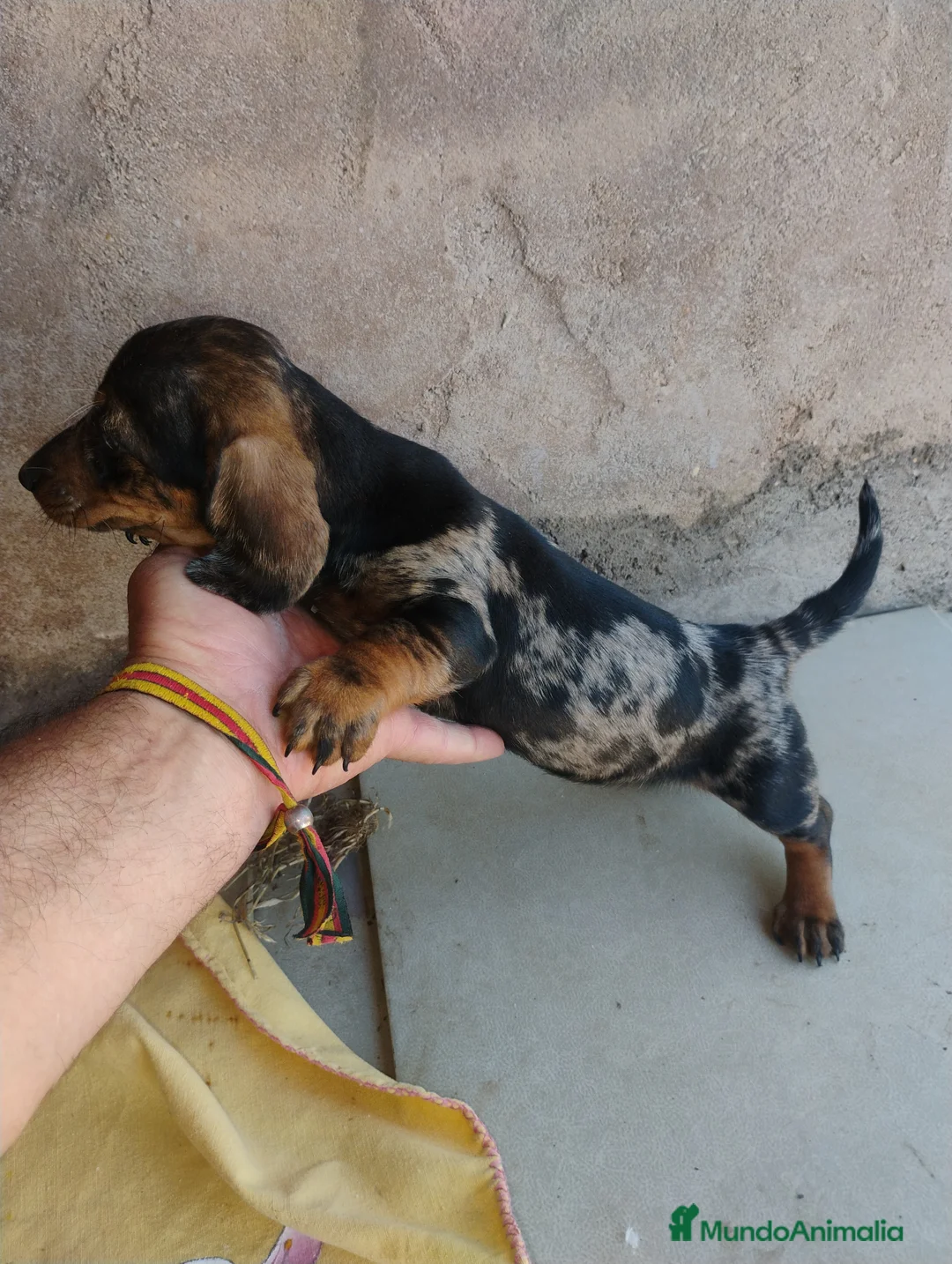 Teckel Miniatura perros en venta: Cachorra teckel arlequín plata miniatura  - Anuncio 4