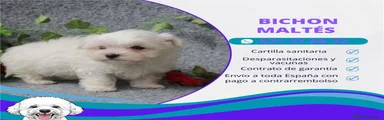 Bichón Maltés Cachorro 7