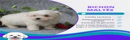 Bichón Maltés perros en venta: PRECIOSOS BICHON MALTES  LINEA TOY - Anuncio 15