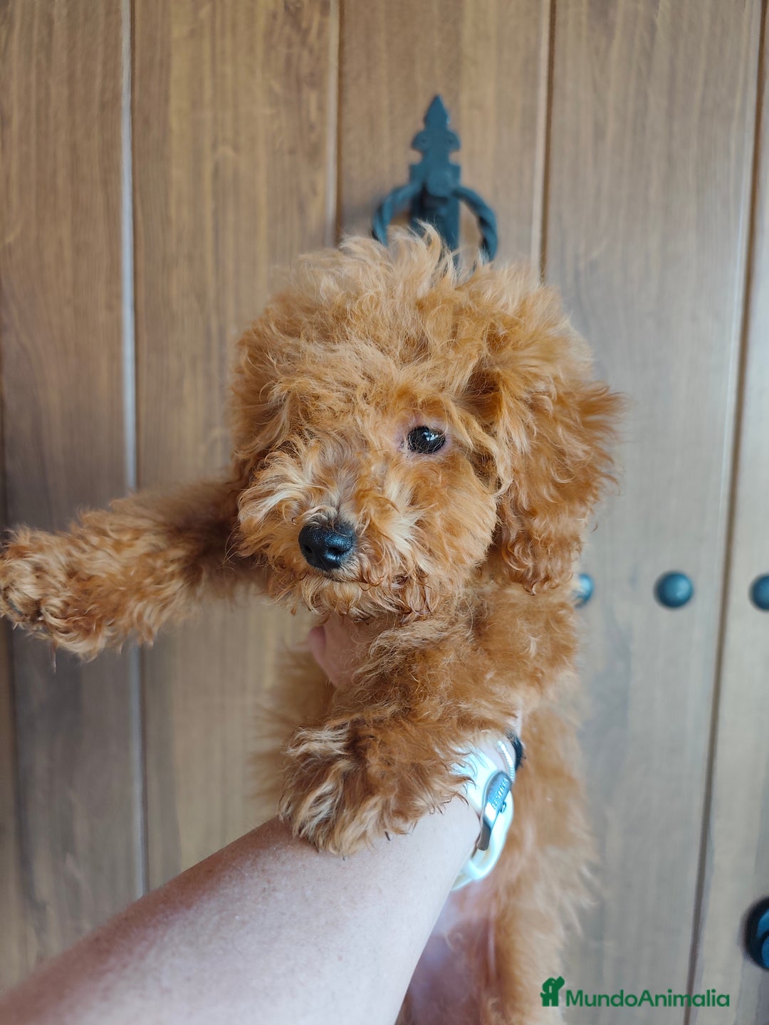 Caniche Toy perros en venta: Benny de PraoToro  - Imagen 6
