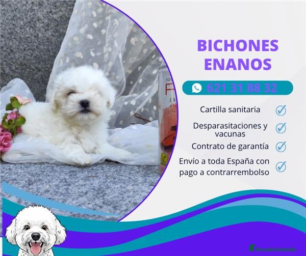 Bichón Maltés perros PRECIOSOS BICHON MALTES  LINEA TOY - Anuncio 1