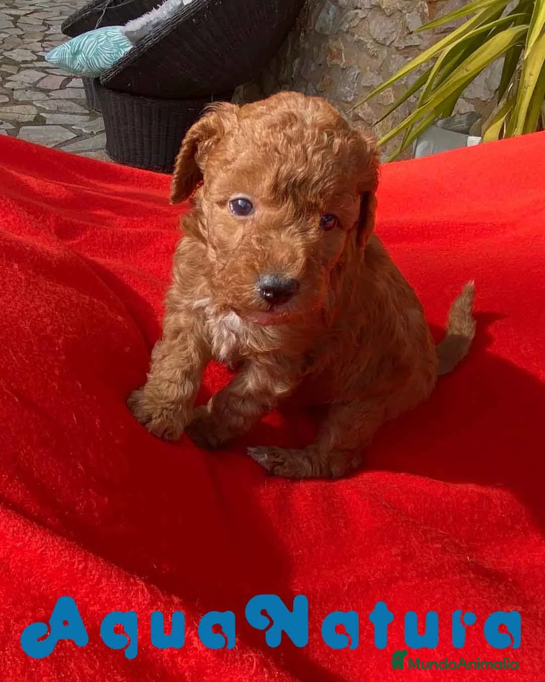 Caniche Toy perros en venta: Caniche Macho 7353 de Camila - AQUANATURA en Barcelona - Anuncio 8