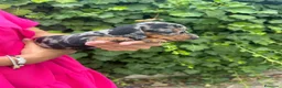 Teckel Miniatura perros en venta: teckel arlequin  - Anuncio 6