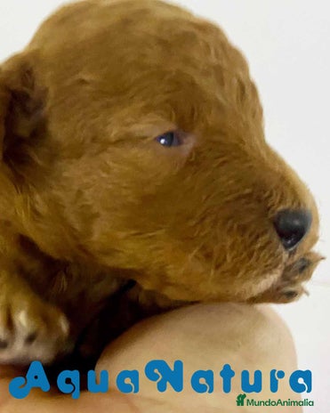 Caniche Enano perros en Barcelona - Anuncio 10