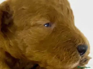 Caniche Enano perros Camada Caniche de Barbie y Can - AQUANATURA en Barcelona - Anuncio 39