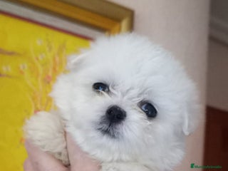 Bichón Maltés perros BICHON MALTES EXCLUSIVOS - Anuncio 18