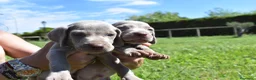 Weimaraner perros en venta: Preciosa camada de Braco de Weimar  en Barcelona - Anuncio 2