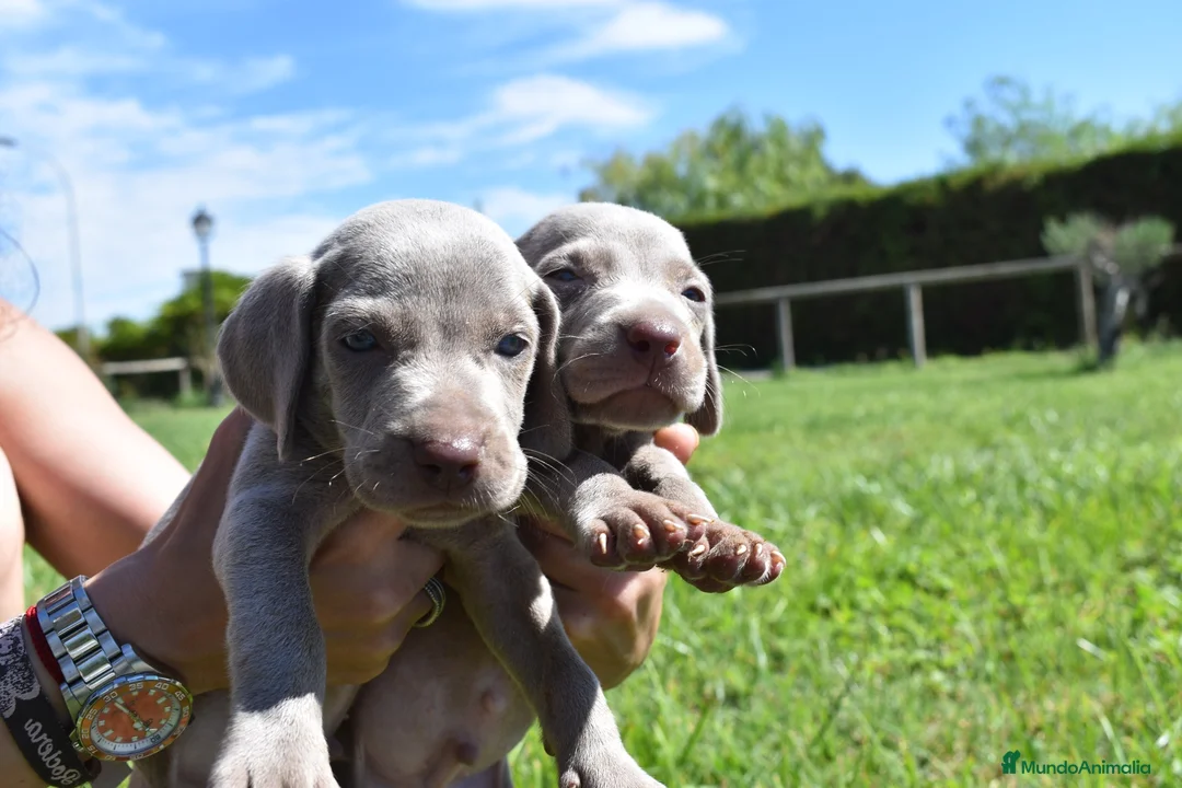 Weimaraner perros en venta: Preciosa camada de Braco de Weimar  en Barcelona - Anuncio 2