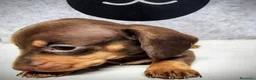 Teckel perros en venta: Teckel kanichen precio real - Anuncio 8
