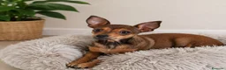 Pinscher Miniatura perros en venta: Pincher macho - Anuncio 1