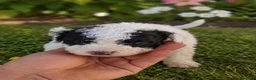 Perro de Agua Español perros en venta: Perros de agua  en Zaragoza - Anuncio 2