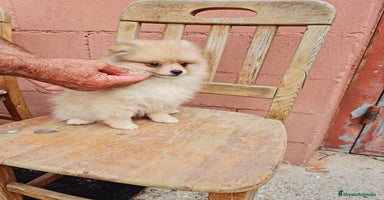 Pomerania perros - Anuncio 9