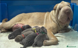 Shar Pei perros en venta: shar peis de las cuatro columnas - Imagen 2