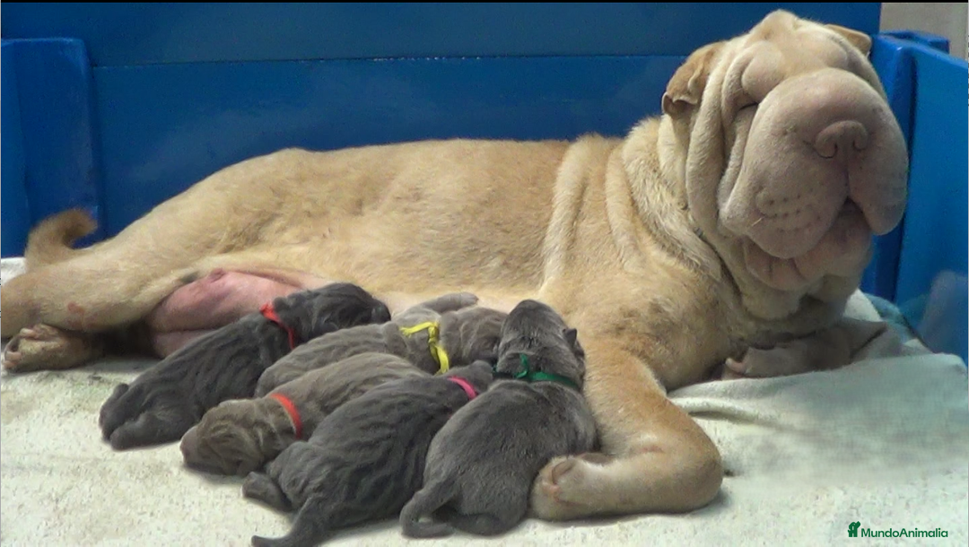 Shar Pei perros en venta: shar peis de las cuatro columnas - Imagen 2