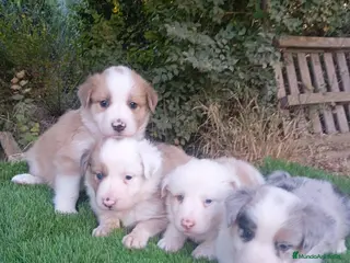 Border Collie perros Preciosos border collie - Anuncio 3