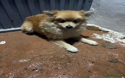 Pomerania perros en venta: Pomeranias machos 6 meses - Anuncio 12