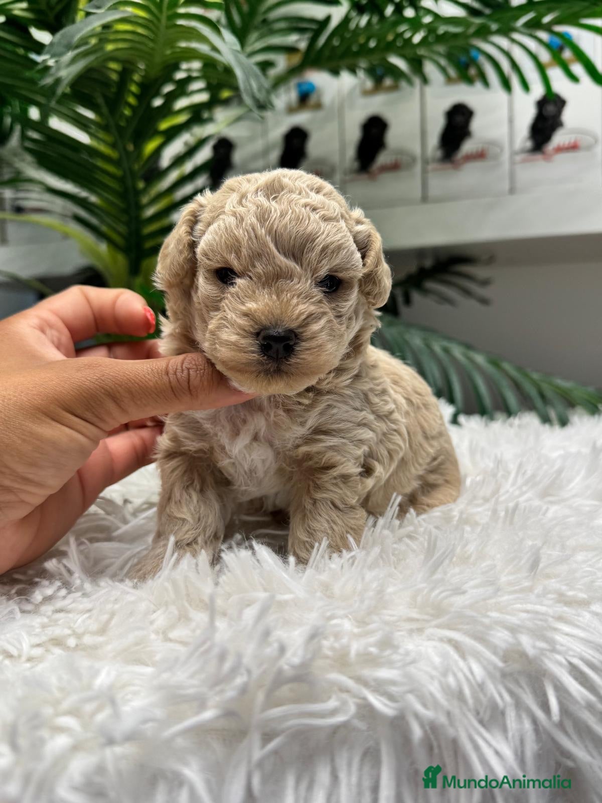 Maltipoo perros MALTIPOO HEMBRA - Anuncio 1