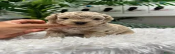 Maltipoo perros en venta: MALTIPOO HEMBRA - Anuncio 1