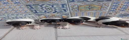 Ratonero Bodeguero Andaluz perros en venta: Bodegueros Jerezanos Alta Calidad Máxima  - Anuncio 8