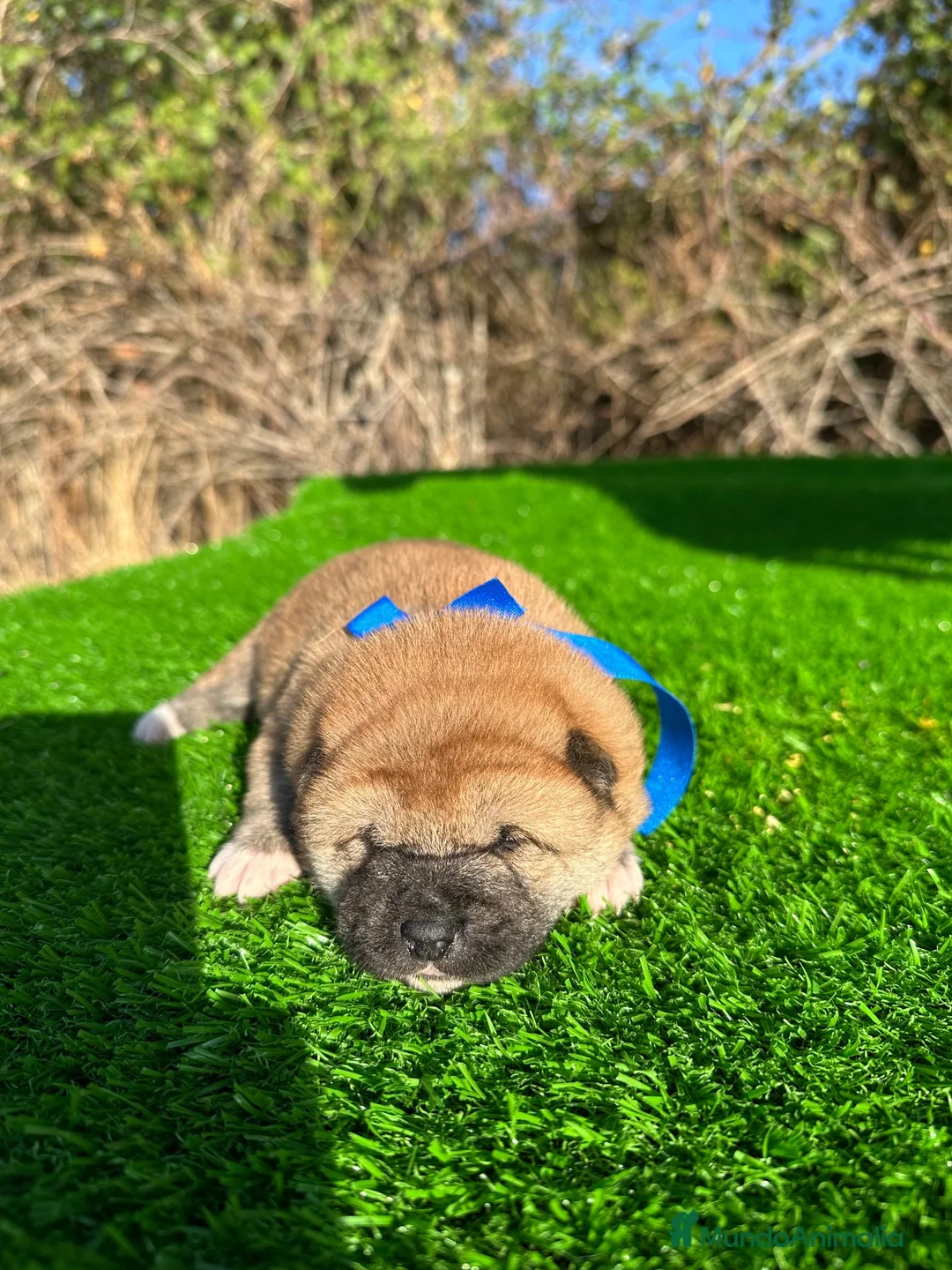 Shiba Inu perros en venta: Shiba Inu - Anuncio 5