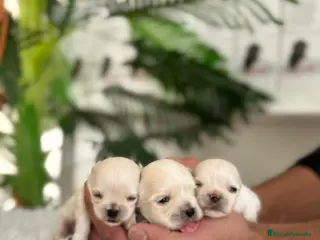 Bichón Maltés perros BICHON MALTES 100X100 COREANO - Anuncio 2