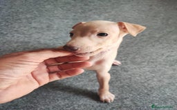 Pequeño Lebrel Italiano perros en venta: Galgo Italiano (macho crema) - Imagen 2