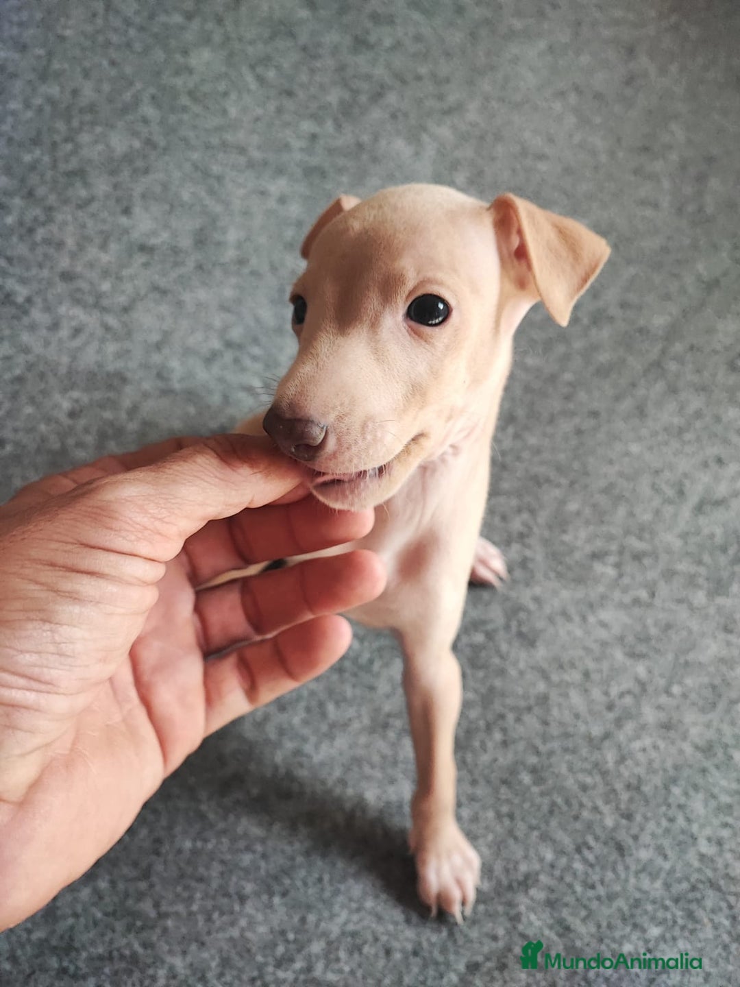 Pequeño Lebrel Italiano perros en venta: Galgo Italiano (macho crema) - Imagen 2