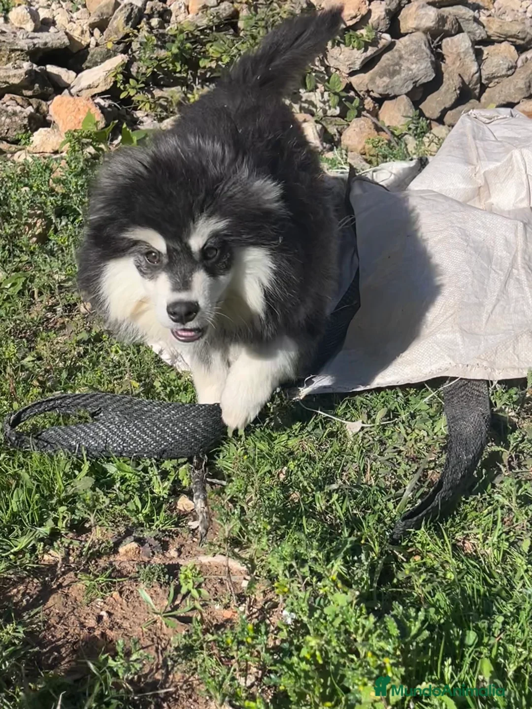 Pomsky perros en venta: Pomsky mini  - Anuncio 1