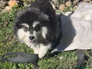 Pomsky perros Pomsky mini - Anuncio 3